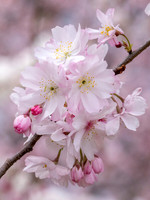 Cherry Blossoms 2022