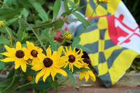 Black-Eyed Susan Day 2014