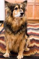 Pet Favorites