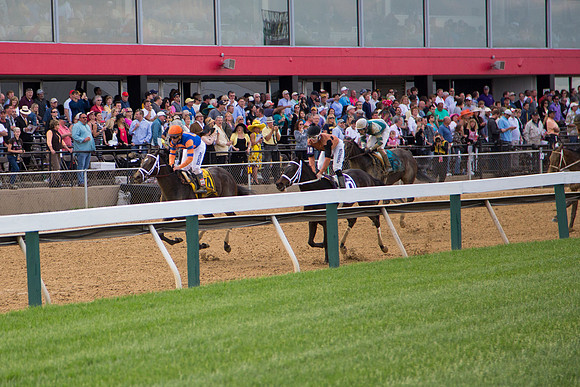 Black-Eyed Susan Stakes